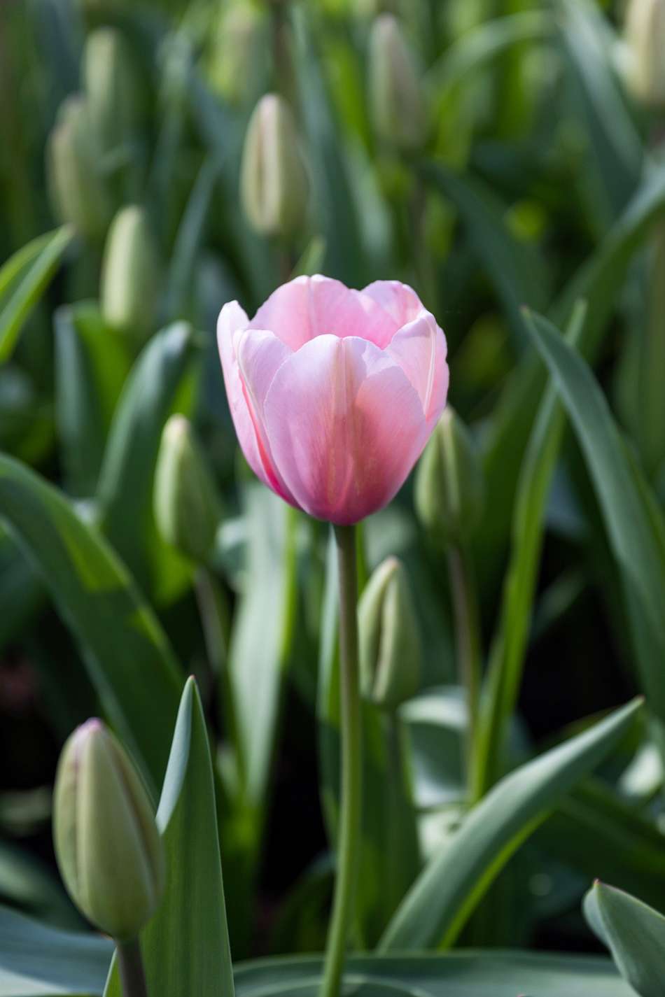 Tulpan 'Salmon Impression'